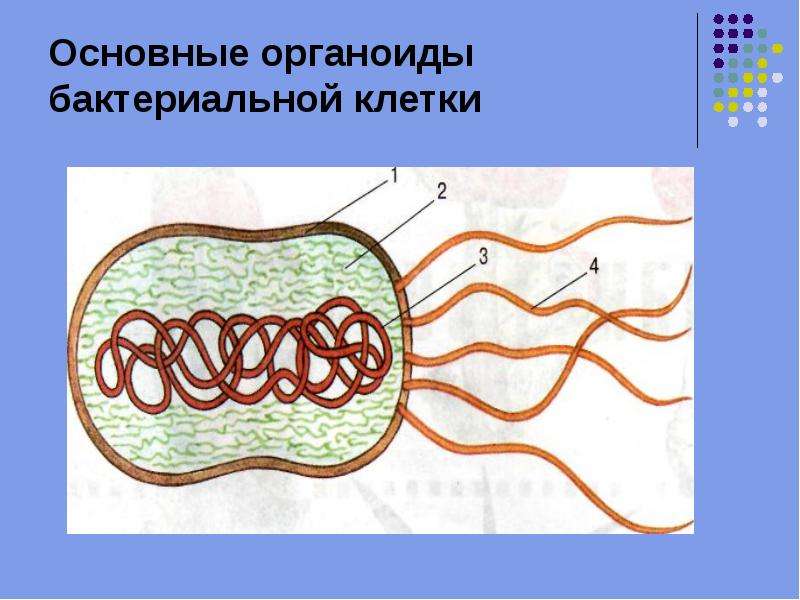 Презентация Основные органоиды бактериальной клетки
