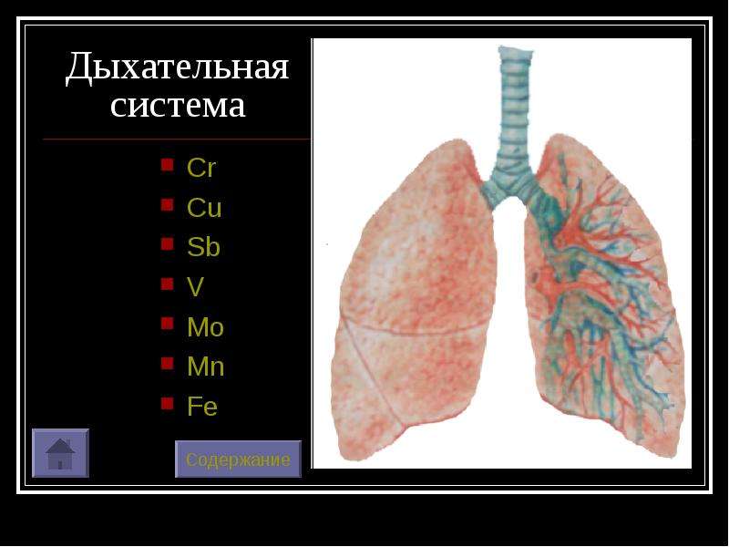 Дыхательная система Cr Cu Sb