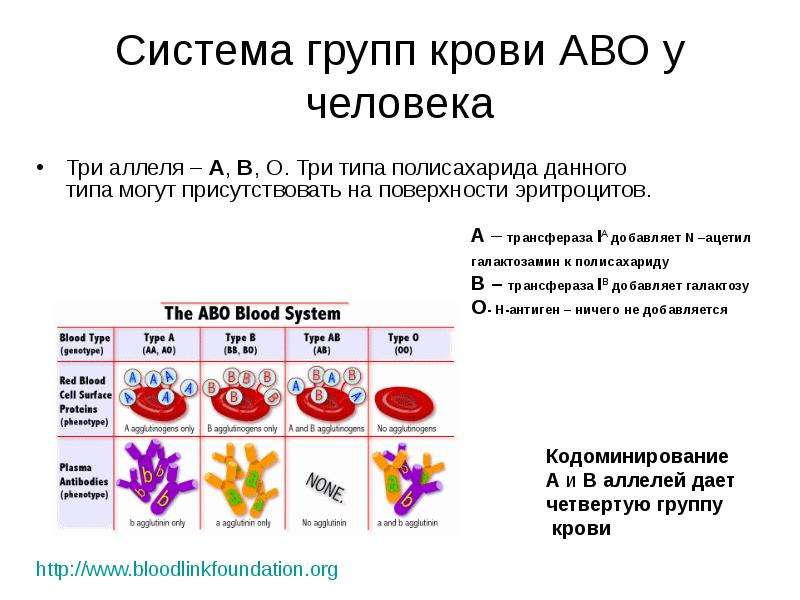 Система групп крови АВО у