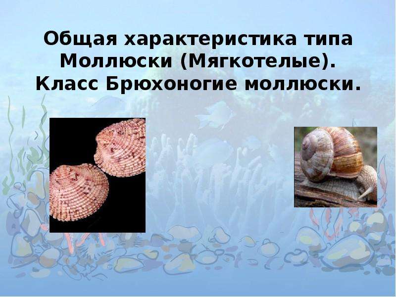 Презентация Общая характеристика типа Моллюски (Мягкотелые). Класс Брюхоногие моллюски.