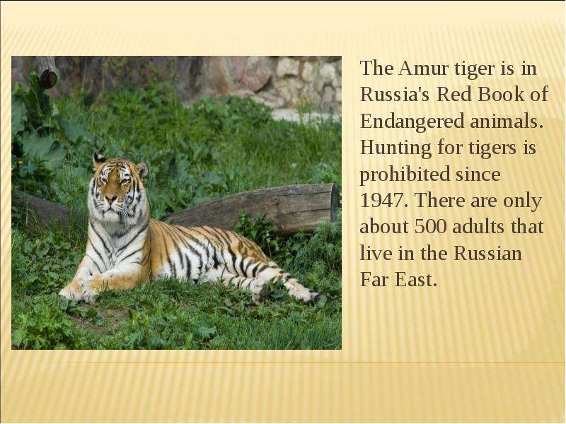 The Amur tiger is in Russia s