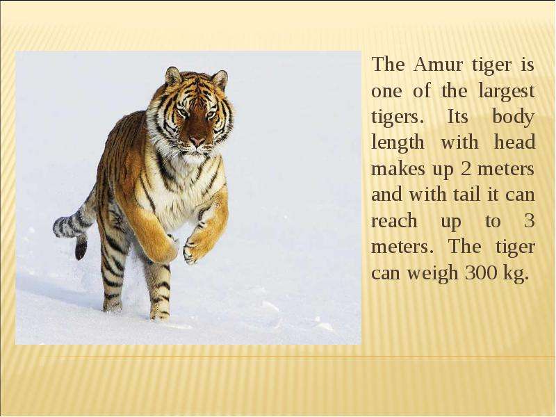 The Amur tiger is one of the