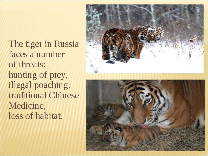 The tiger in Russia faces a
