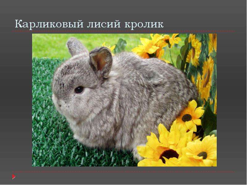 Карликовый лисий кролик