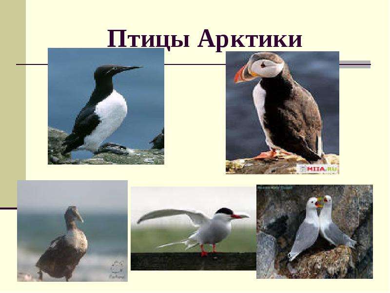 Птицы Арктики