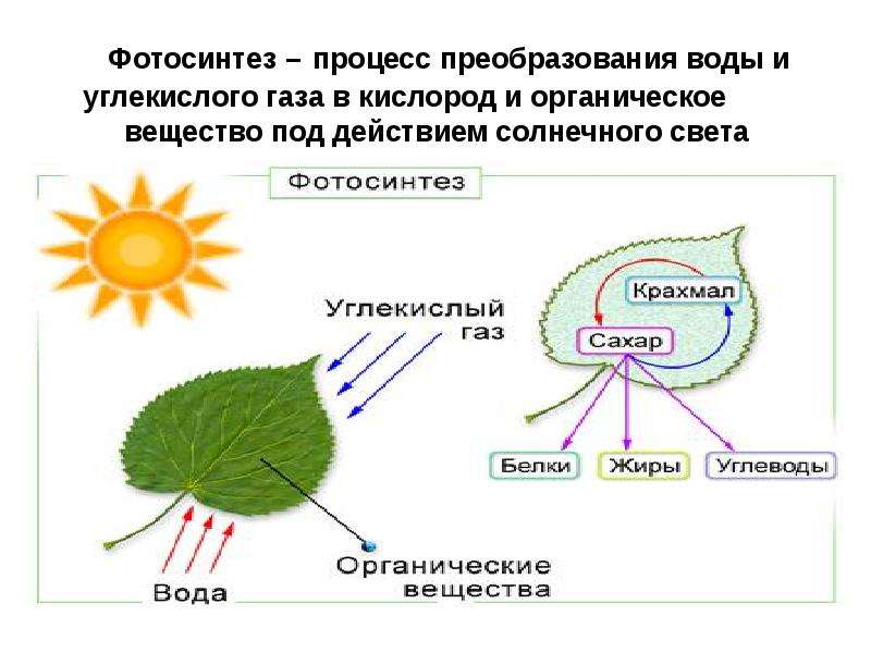 Фотосинтез процесс