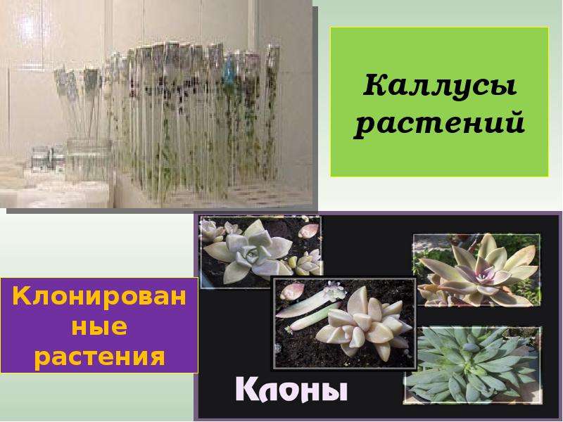 Каллусы растений