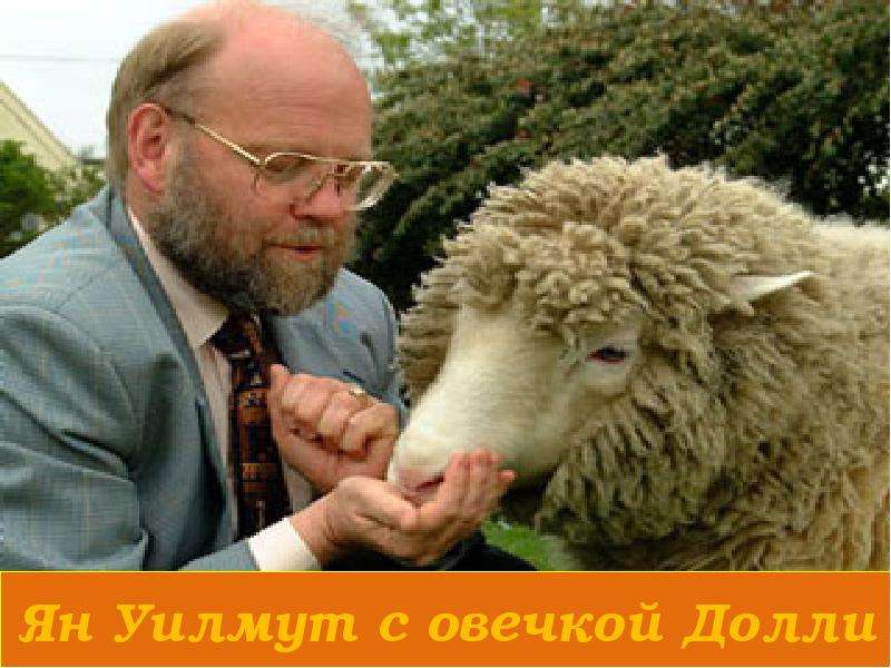 Ян Уилмут с овечкой Долли
