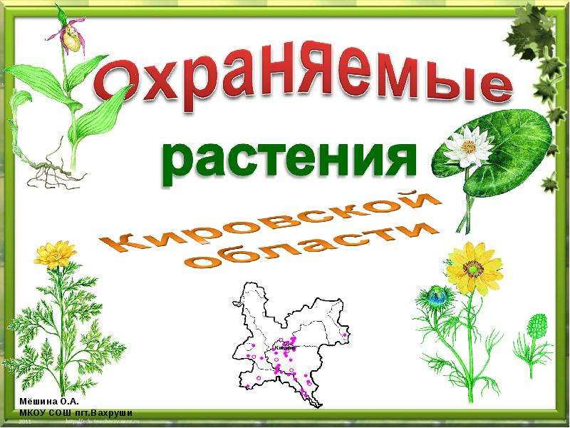 Презентация Охраняемые растения Кировской области - презентация