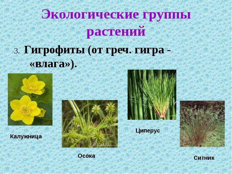 Экологические группы растений