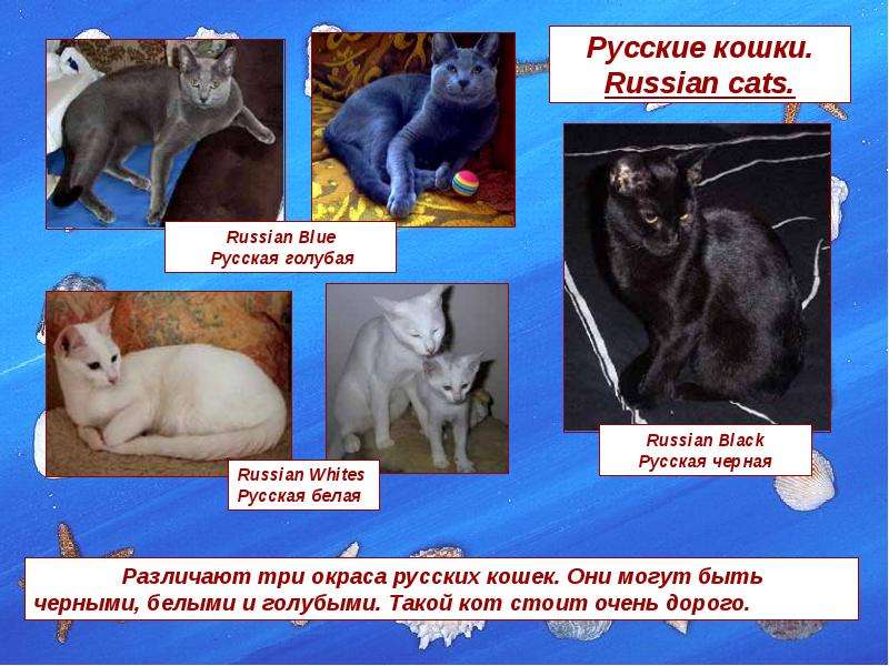 Русские кошки. Russian cats.