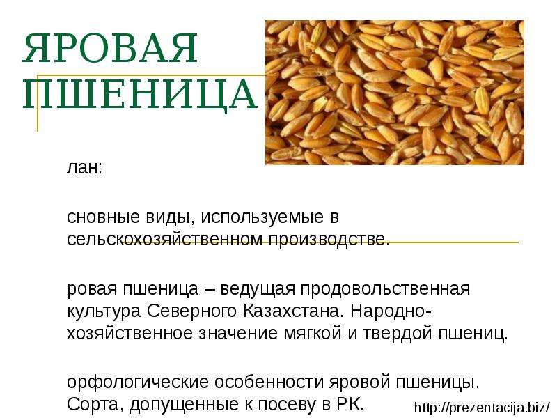 Презентация ЯРОВАЯ ПШЕНИЦА План: Основные виды, используемые в сельскохозяйственном производстве. Яровая пшеница – ведущая продовольств