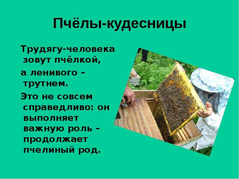 Пчёлы-кудесницы