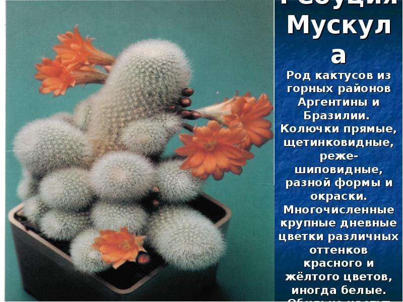 Ребуция Мускула Род кактусов