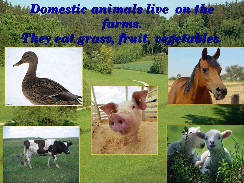 Domestic animals live on the