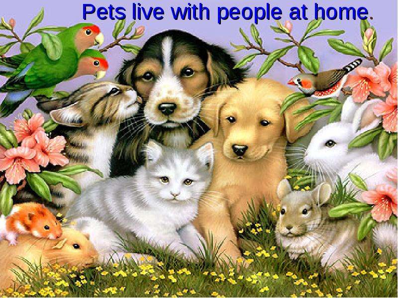 Pets live with people at home.