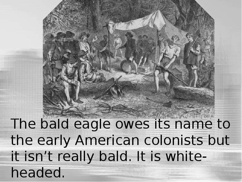 The bald eagle owes its name