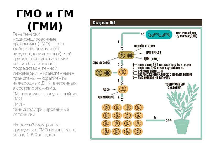 Презентация ГМО и ГМ (ГМИ) Генетически модифицированные организмы (ГМО) — это любые организмы (от вирусов до животных), чей природный генетичес