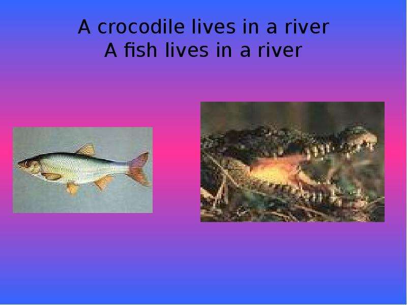 A crocodile lives in a river