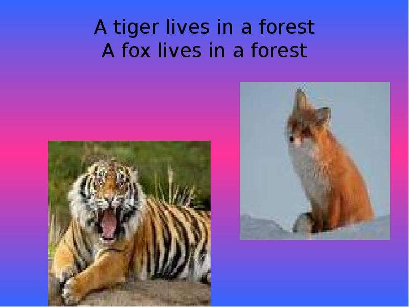 A tiger lives in a forest A