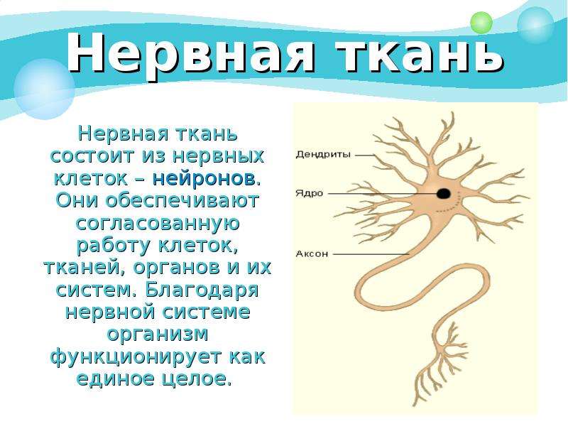 Нервная ткань Нервная ткань