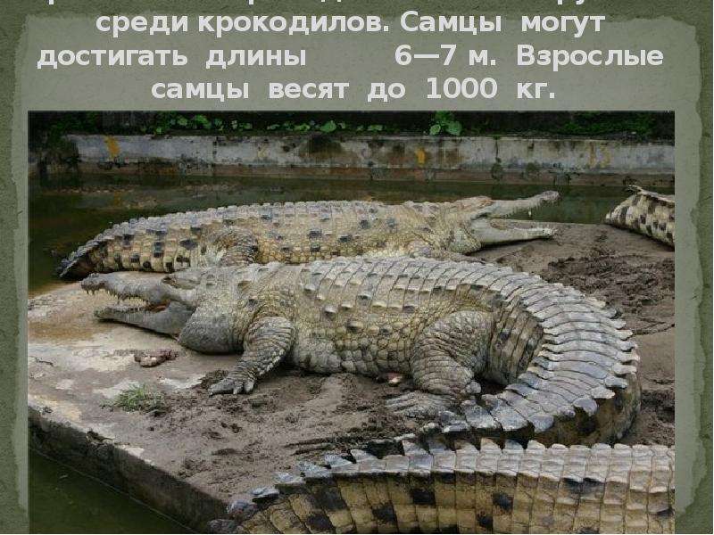 Гребнистый крокодил самый