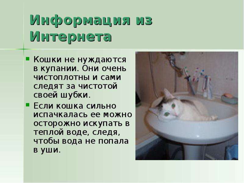 Информация из Интернета Кошки