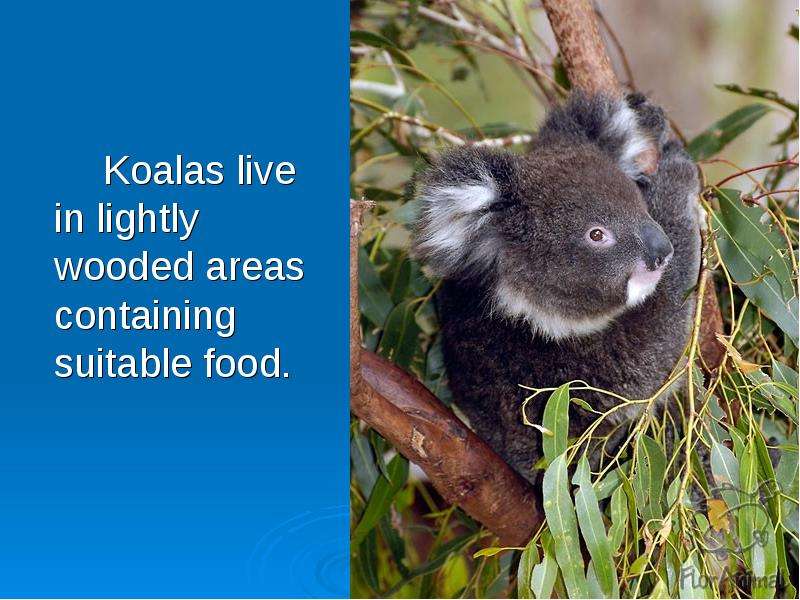 Koalas live in lightly wooded
