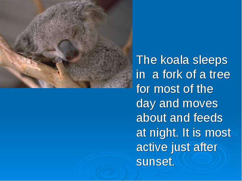 The koala sleeps in a fork of