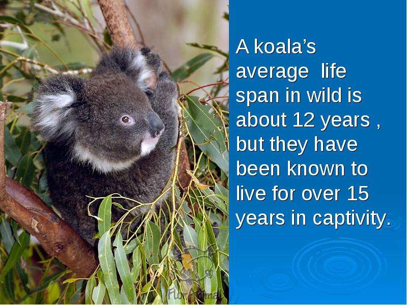 A koala s average life span