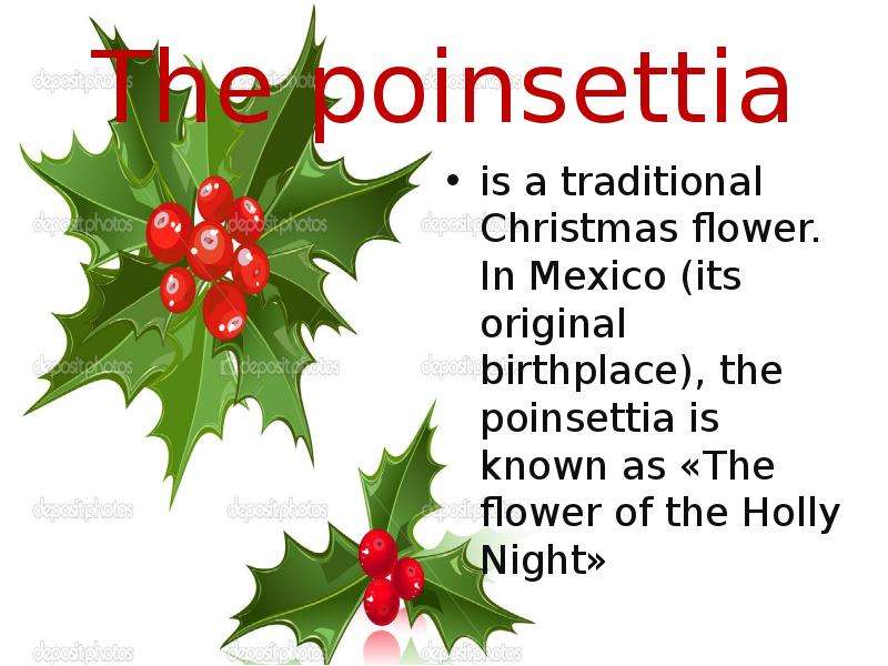 The poinsettia is a