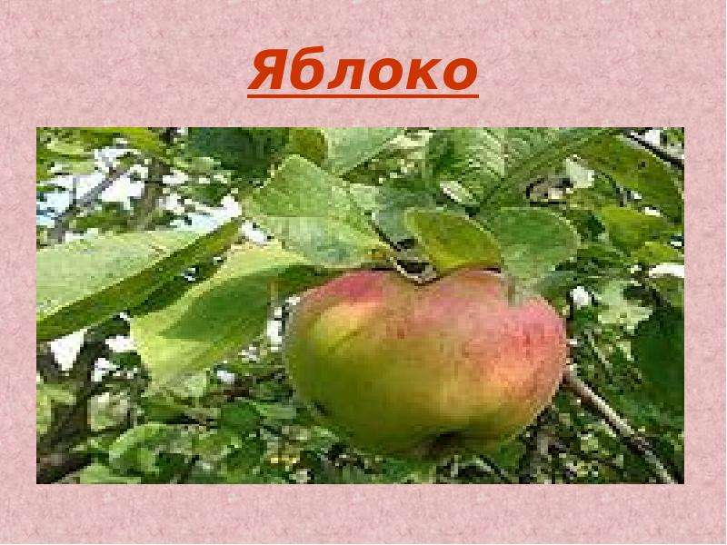 Яблоко