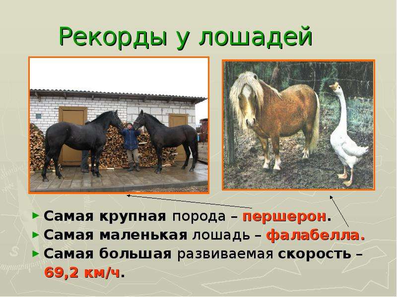 Рекорды у лошадей Самая