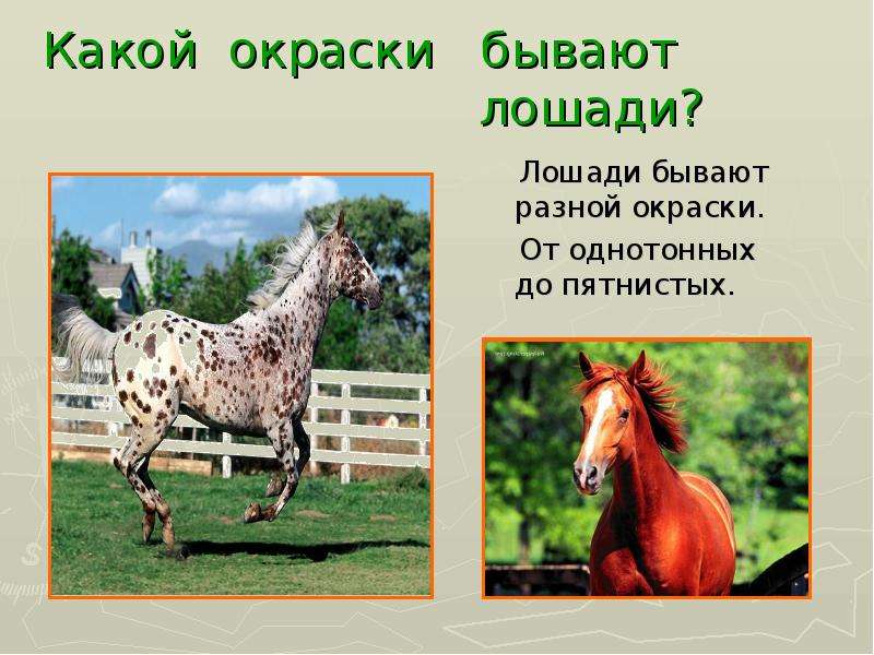 Какой окраски бывают лошади?