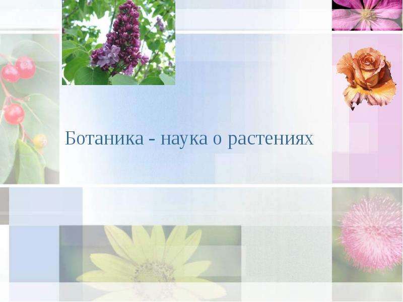 Презентация На тему "Ботаника - наука о растениях" - скачать бесплатно презентации по Биологии