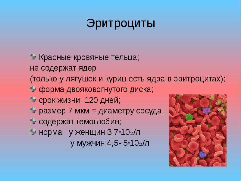 Эритроциты Красные кровяные