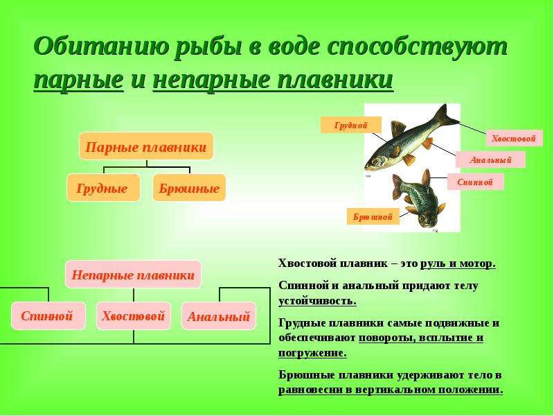 Обитанию рыбы в воде