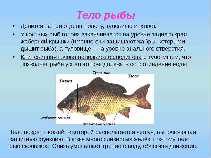 Тело рыбы Делится на три