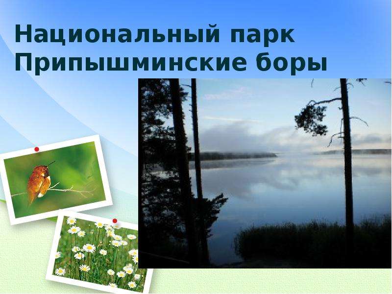 Презентация Национальный парк Припышминские боры