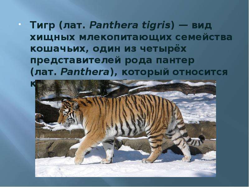 Тигр лат. Panthera tigris вид