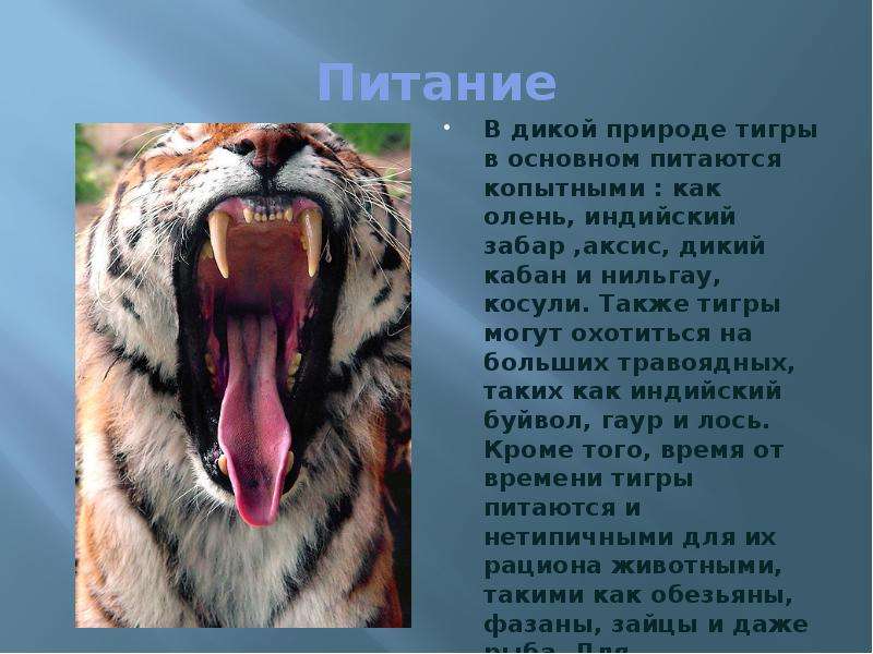 Питание В дикой природе тигры