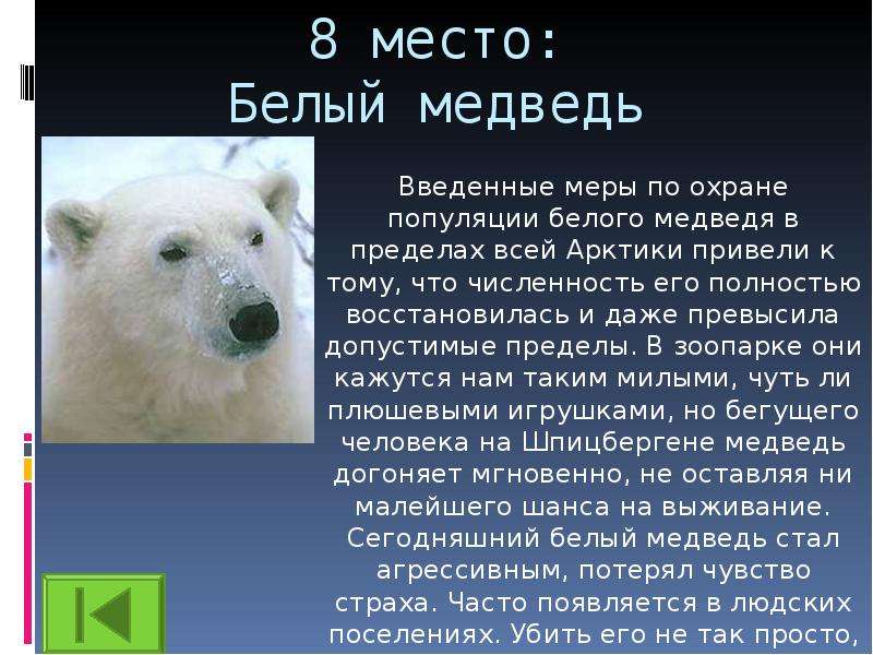 место Белый медведь