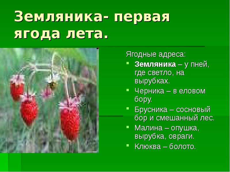 Земляника- первая ягода лета.