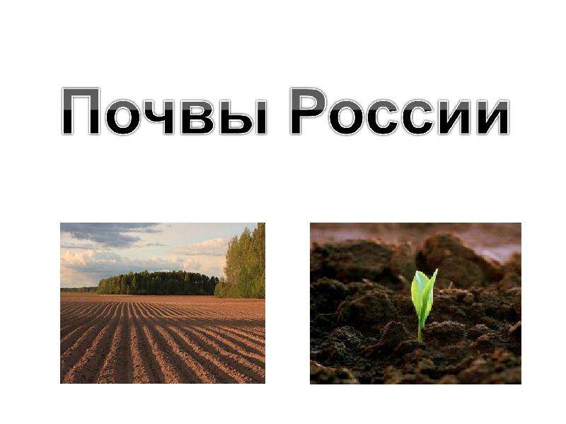 Презентация Почвы России - презентация к уроку Географии