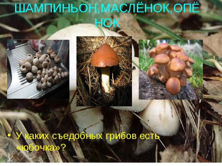 У каких съедобных грибов есть