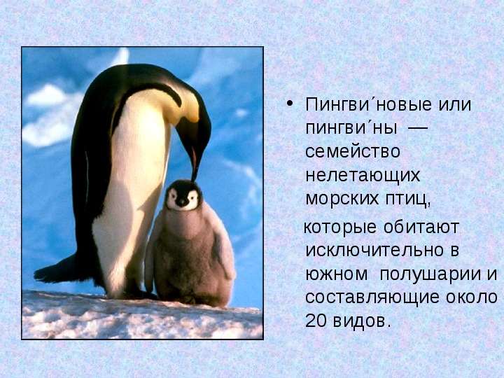 Пингвиновые или пингвины