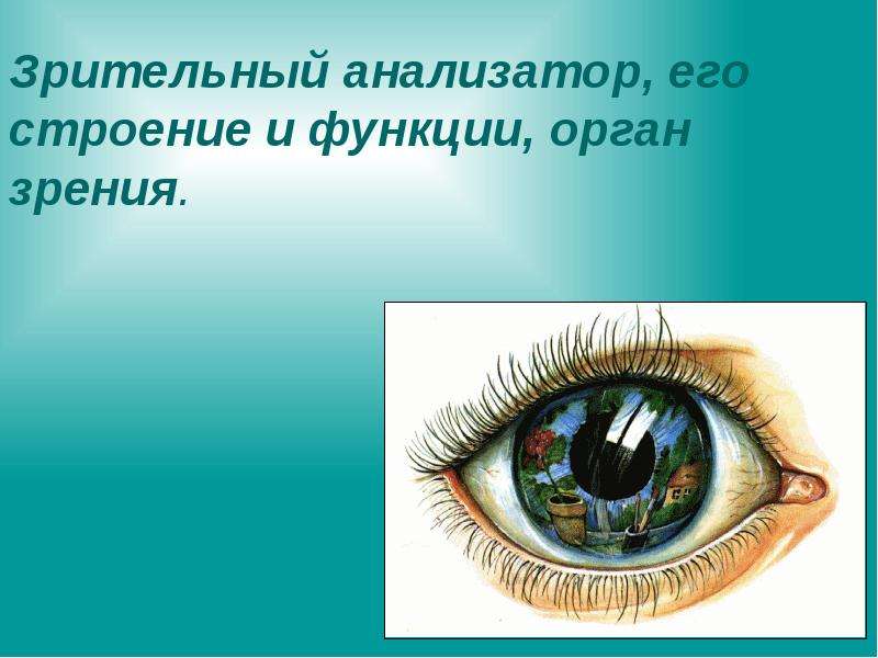 Презентация Зрительный анализатор, его строение и функции, орган зрения.