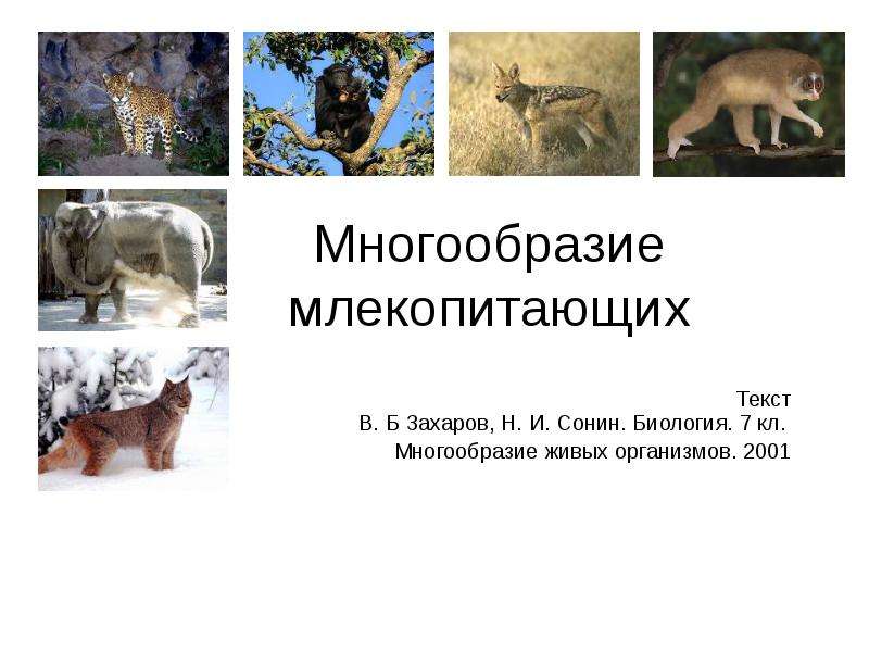 Презентация Многообразие млекопитающих Текст В. Б Захаров, Н. И. Сонин. Биология. 7 кл. Многообразие живых организмов. 2001