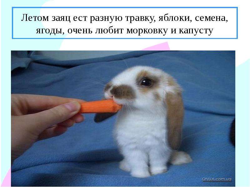 Летом заяц ест разную травку,