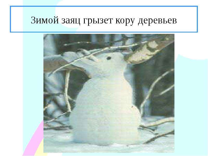 Зимой заяц грызет кору